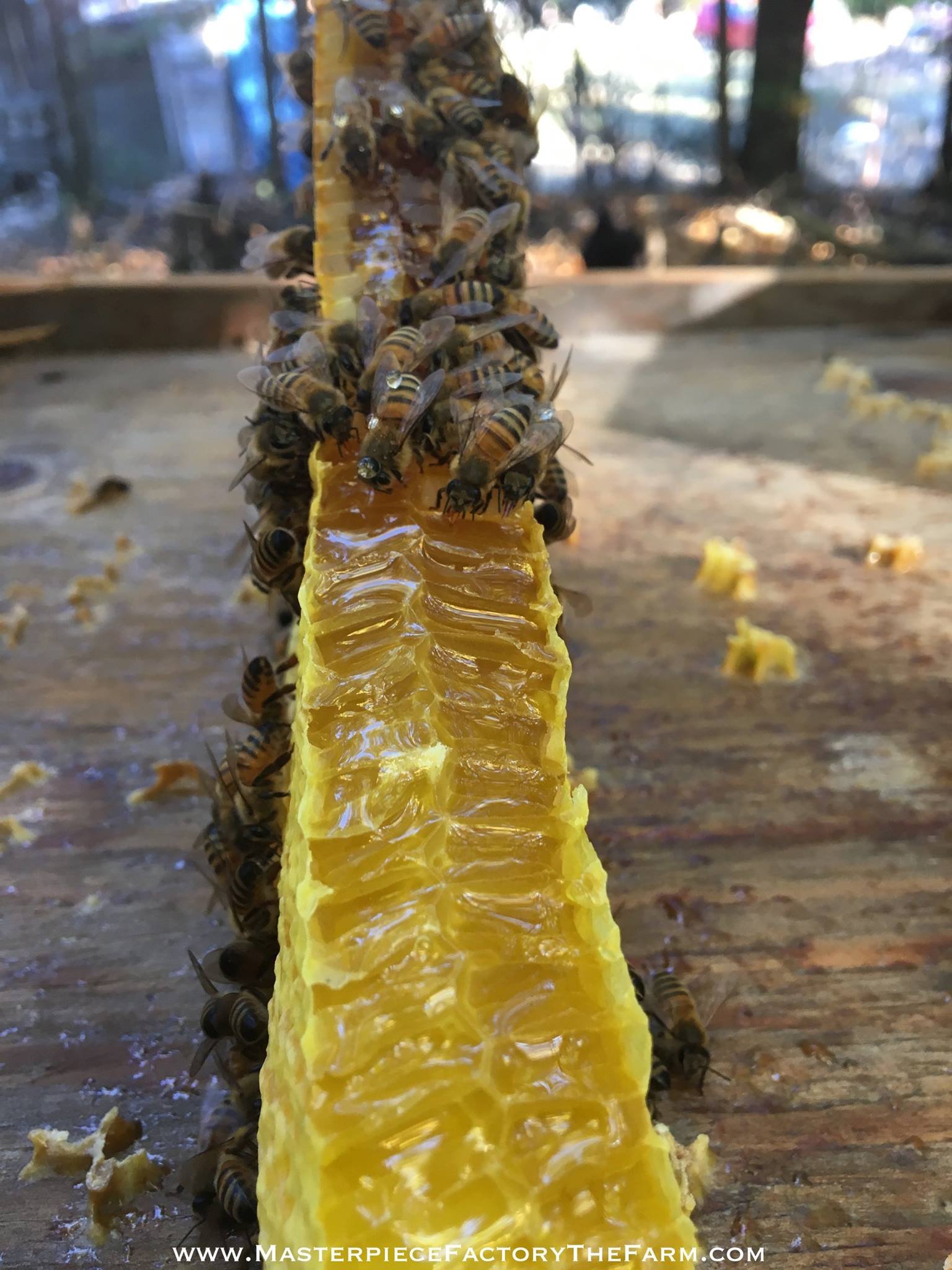 HeadItchy Honey Frame 3