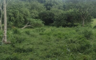 Video of the first visit of two visits to our Roaring river Jamaica property before closing
