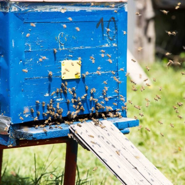 BaKABee Half hive Share - Image 2